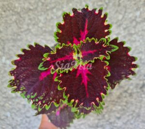 Gb2 Coleus Palettblad Africká okrasná kopřiva africké kopřivy solenostemon Buntnessel