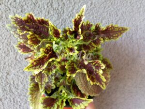 Gilda Coleus Palettblad Africká okrasná kopřiva africké kopřivy solenostemon Buntnessel