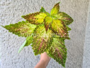 glennis Coleus Palettblad Africká okrasná kopřiva africké kopřivy solenostemon Buntnessel