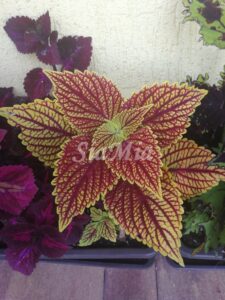 Golden Dreams Coleus Palettblad Africká okrasná kopřiva africké kopřivy solenostemon Buntnessel