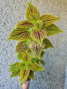 Golden Dreams Coleus Palettblad Africká okrasná kopřiva africké kopřivy solenostemon Buntnessel