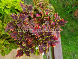 golden gate Coleus Palettblad Africká okrasná kopřiva africké kopřivy solenostemon Buntnessel