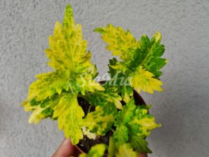 Gold Twist Coleus Palettblad Africká okrasná kopřiva africké kopřivy solenostemon Buntnessel