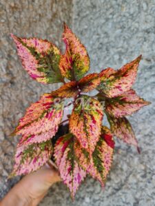 Hanabi Coleus Palettblad Africká okrasná kopřiva africké kopřivy solenostemon Buntnessel