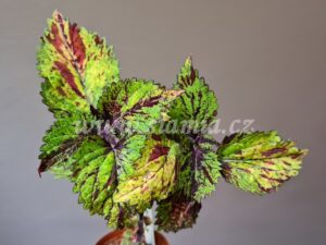 hedwig Coleus Palettblad Africká okrasná kopřiva africké kopřivy solenostemon Buntnessel