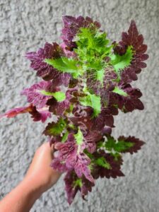 hit Coleus Palettblad Africká okrasná kopřiva africké kopřivy solenostemon Buntnessel