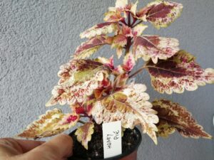 Honey Pie Coleus Palettblad Africká okrasná kopřiva africké kopřivy solenostemon Buntnessel