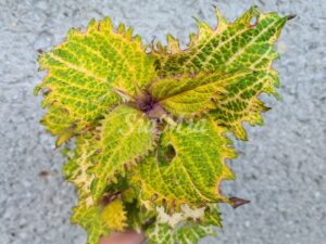 Horpe Frog Coleus Palettblad Africká okrasná kopřiva africké kopřivy solenostemon Buntnessel