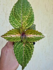 horpe makarena Coleus Palettblad Africká okrasná kopřiva africké kopřivy solenostemon Buntnessel