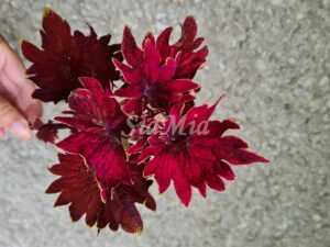 Hot Embers Coleus Palettblad Africká okrasná kopřiva africké kopřivy solenostemon Buntnessel