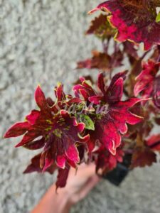 Hot Embers Coleus Palettblad Africká okrasná kopřiva africké kopřivy solenostemon Buntnessel