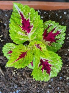 Hottie Coleus Palettblad Africká okrasná kopřiva africké kopřivy solenostemon Buntnessel