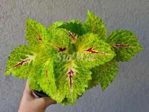 Hottie Coleus Palettblad Africká okrasná kopřiva africké kopřivy solenostemon Buntnessel