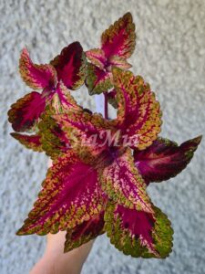 Illumination Coleus Palettblad Africká okrasná kopřiva africké kopřivy solenostemon Buntnessel