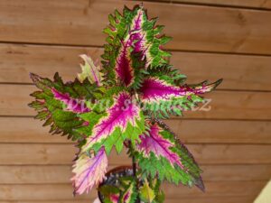 indonesian 025 Coleus Palettblad Africká okrasná kopřiva africké kopřivy solenostemon Buntnessel