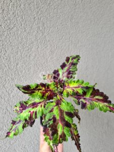 Indras Fairytale Coleus Palettblad Africká okrasná kopřiva africké kopřivy solenostemon Buntnessel