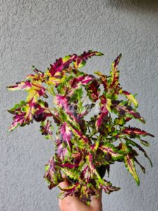 Indras Fairytale Coleus Palettblad Africká okrasná kopřiva africké kopřivy solenostemon Buntnessel