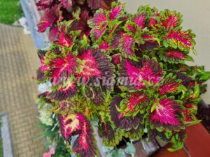 inspiration Coleus Palettblad Africká okrasná kopřiva africké kopřivy solenostemon Buntnessel