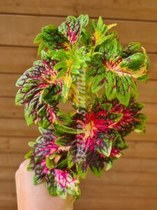 Coleus Palettblad Africká okrasná kopřiva africké kopřivy solenostemon Buntnessel