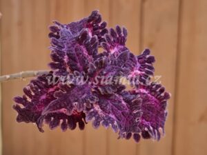 jilus enigmatic Coleus Palettblad Africká okrasná kopřiva africké kopřivy solenostemon Buntnessel