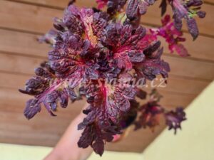 jilus hot lava Coleus Palettblad Africká okrasná kopřiva africké kopřivy solenostemon Buntnessel