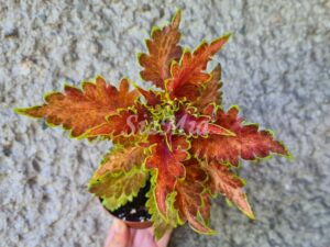 Jilus Orange Princess Coleus Palettblad Africká okrasná kopřiva africké kopřivy solenostemon Buntnessel