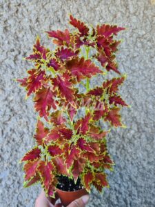 Jilu´s Orange Princess Coleus Palettblad Africká okrasná kopřiva africké kopřivy solenostemon Buntnessel