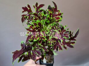 Coleus Palettblad Africká okrasná kopřiva africké kopřivy solenostemon Buntnessel