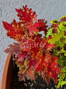 Jupiter Coleus Palettblad Africká okrasná kopřiva africké kopřivy solenostemon Buntnessel