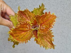 Kairos Coleus Palettblad Africká okrasná kopřiva africké kopřivy solenostemon Buntnessel