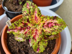 Kalejdoskop Coleus Palettblad Africká okrasná kopřiva africké kopřivy solenostemon Buntnessel