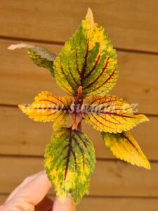 kameleont Coleus Palettblad Africká okrasná kopřiva africké kopřivy solenostemon Buntnessel