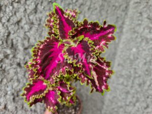 Kentish Fire Coleus Palettblad Africká okrasná kopřiva africké kopřivy solenostemon Buntnessel