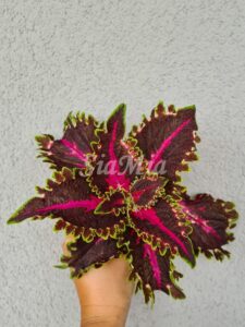 Kentish Fire Coleus Palettblad Africká okrasná kopřiva africké kopřivy solenostemon Buntnessel