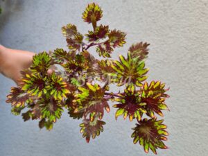 Kingswood Karnival Coleus Palettblad Africká okrasná kopřiva africké kopřivy solenostemon Buntnessel