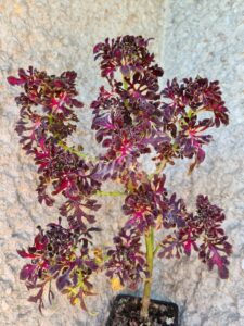 Kirshrot Coleus Palettblad Africká okrasná kopřiva africké kopřivy solenostemon Buntnessel