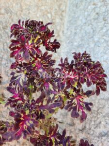 Kirshrot Coleus Palettblad Africká okrasná kopřiva africké kopřivy solenostemon Buntnessel