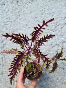 Kiwi fern Coleus Palettblad Africká okrasná kopřiva africké kopřivy solenostemon Buntnessel