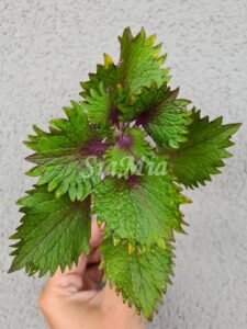 Koh Phangan Green Coleus Palettblad Africká okrasná kopřiva africké kopřivy solenostemon Buntnessel