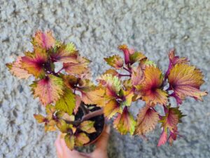 Koh Phangan Green Coleus Palettblad Africká okrasná kopřiva africké kopřivy solenostemon Buntnessel