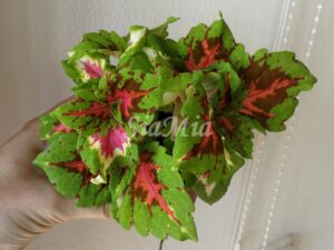 Kong Rose Coleus Palettblad Africká okrasná kopřiva africké kopřivy solenostemon Buntnessel