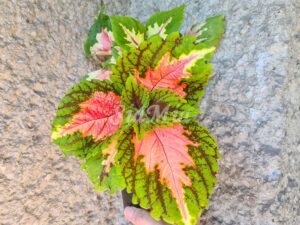 Kong Rose Coleus Palettblad Africká okrasná kopřiva africké kopřivy solenostemon Buntnessel