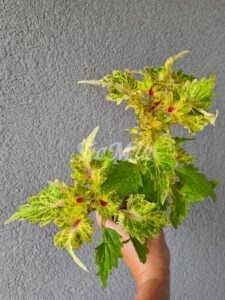 Krapivka Coleus Palettblad Africká okrasná kopřiva africké kopřivy solenostemon Buntnessel