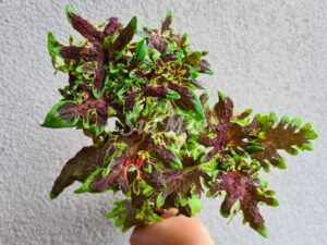 Kuvshinka Coleus Palettblad Africká okrasná kopřiva africké kopřivy solenostemon Buntnessel