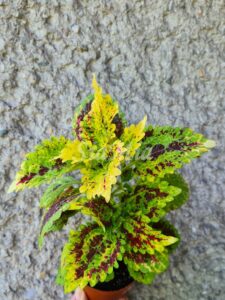 La Cretona Coleus Palettblad Africká okrasná kopřiva africké kopřivy solenostemon Buntnessel