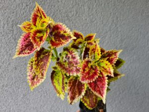 La Cretona Coleus Palettblad Africká okrasná kopřiva africké kopřivy solenostemon Buntnessel