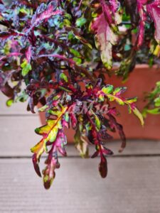 Laing's Croton Coleus Palettblad Africká okrasná kopřiva africké kopřivy solenostemon Buntnessel