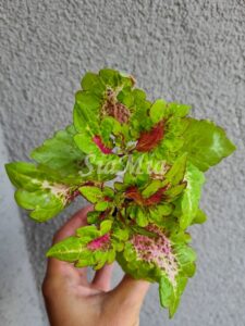 Lemon Chiffon Coleus Palettblad Africká okrasná kopřiva africké kopřivy solenostemon Buntnessel