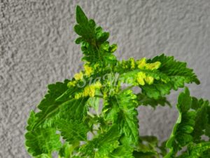 Lemon & Lime Coleus Palettblad Africká okrasná kopřiva africké kopřivy solenostemon Buntnessel