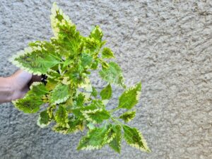 Lemon & Lime Coleus Palettblad Africká okrasná kopřiva africké kopřivy solenostemon Buntnessel